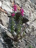 Image of garden snapdragon