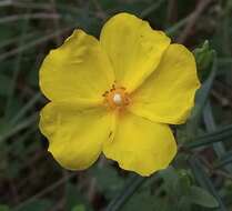 Image of Yellow Rock Rose