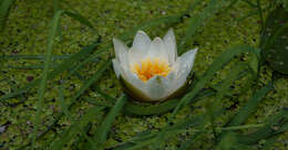 Image de Nymphaea candida C. Presl