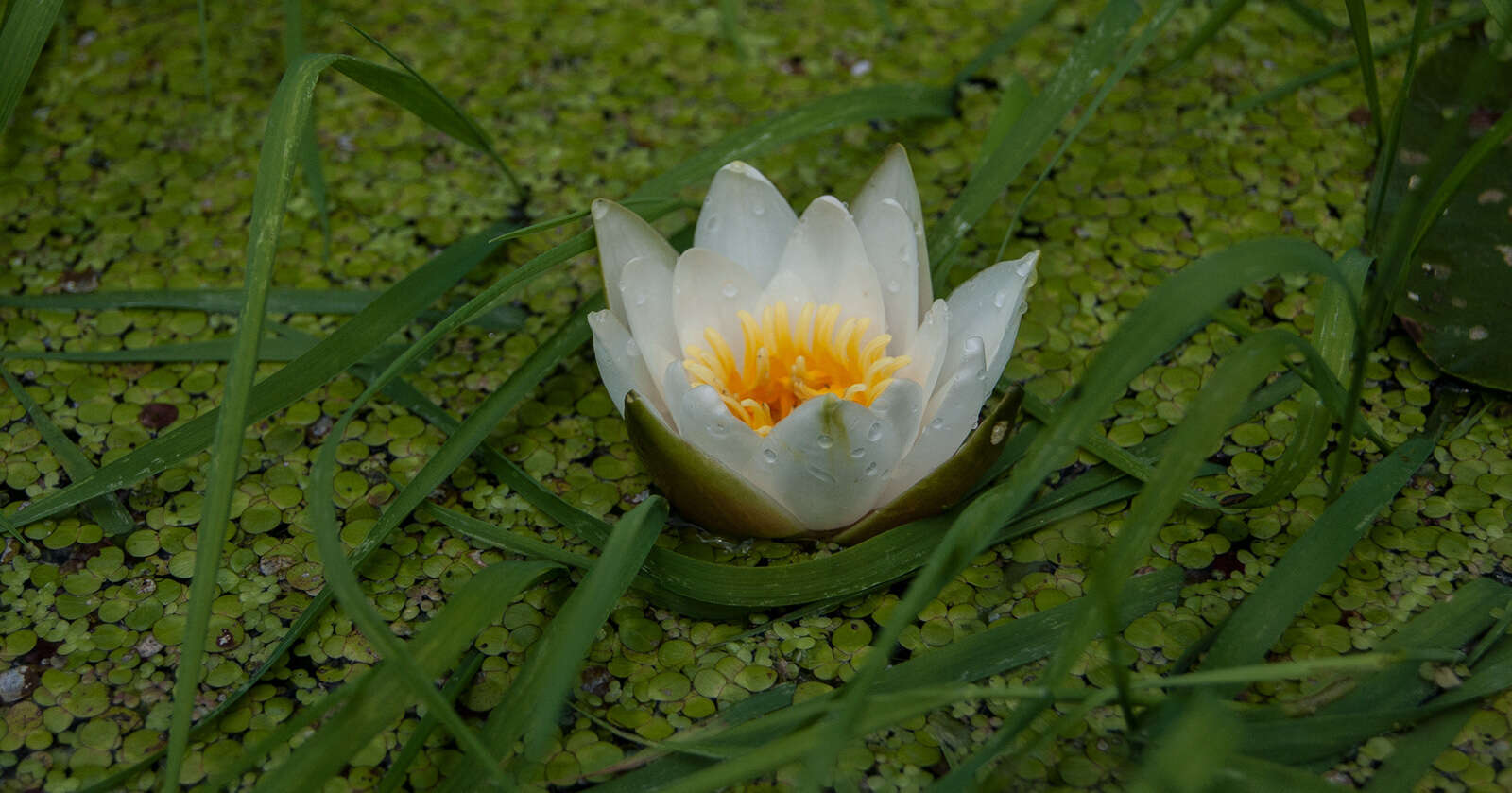 Image of Nymphaea candida C. Presl