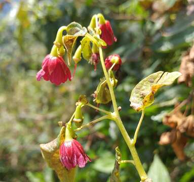 Imagem de Vallea stipularis Mutis ex L. fil.