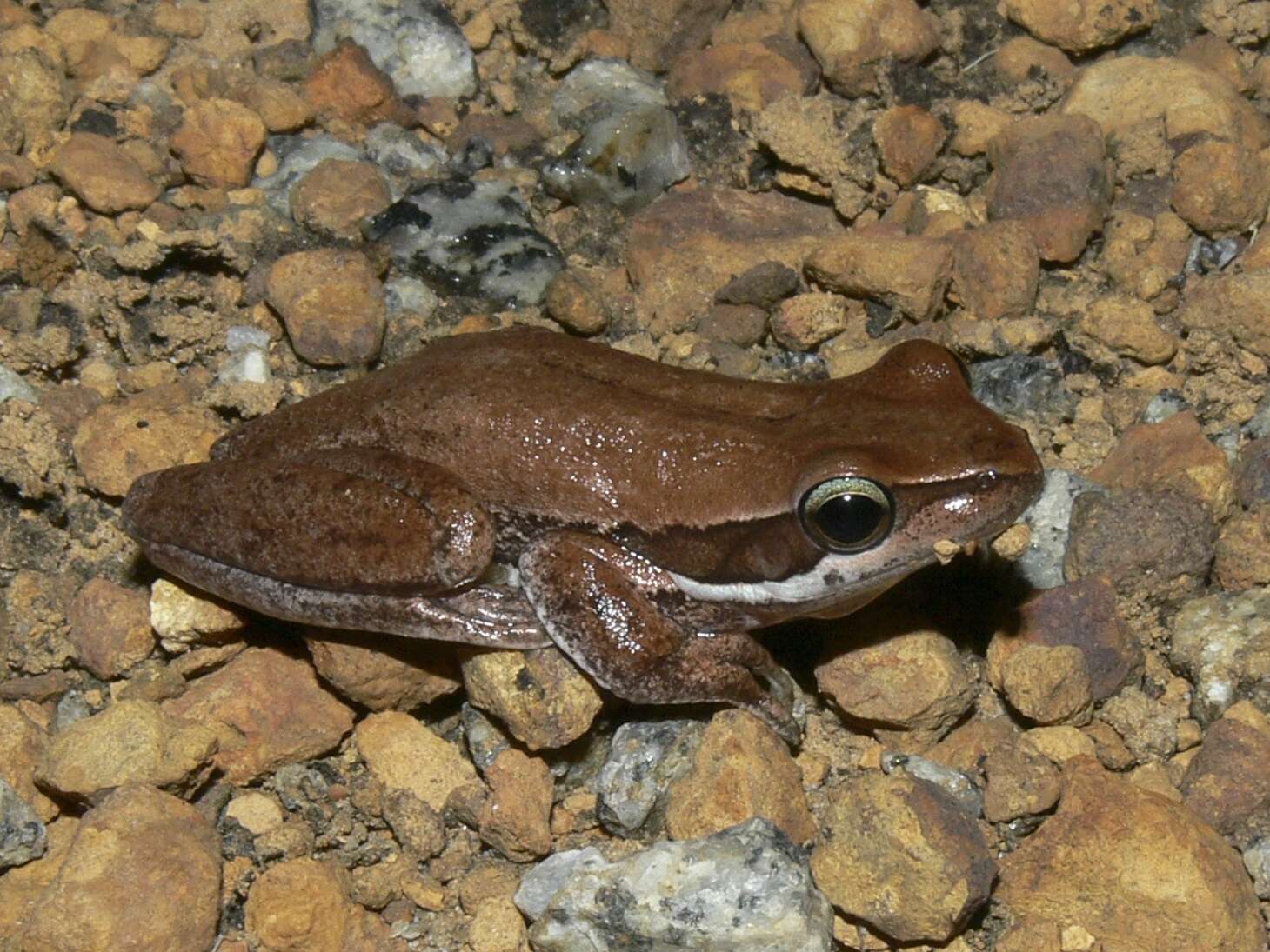 Imagem de Litoria adelaidensis (Gray 1841)