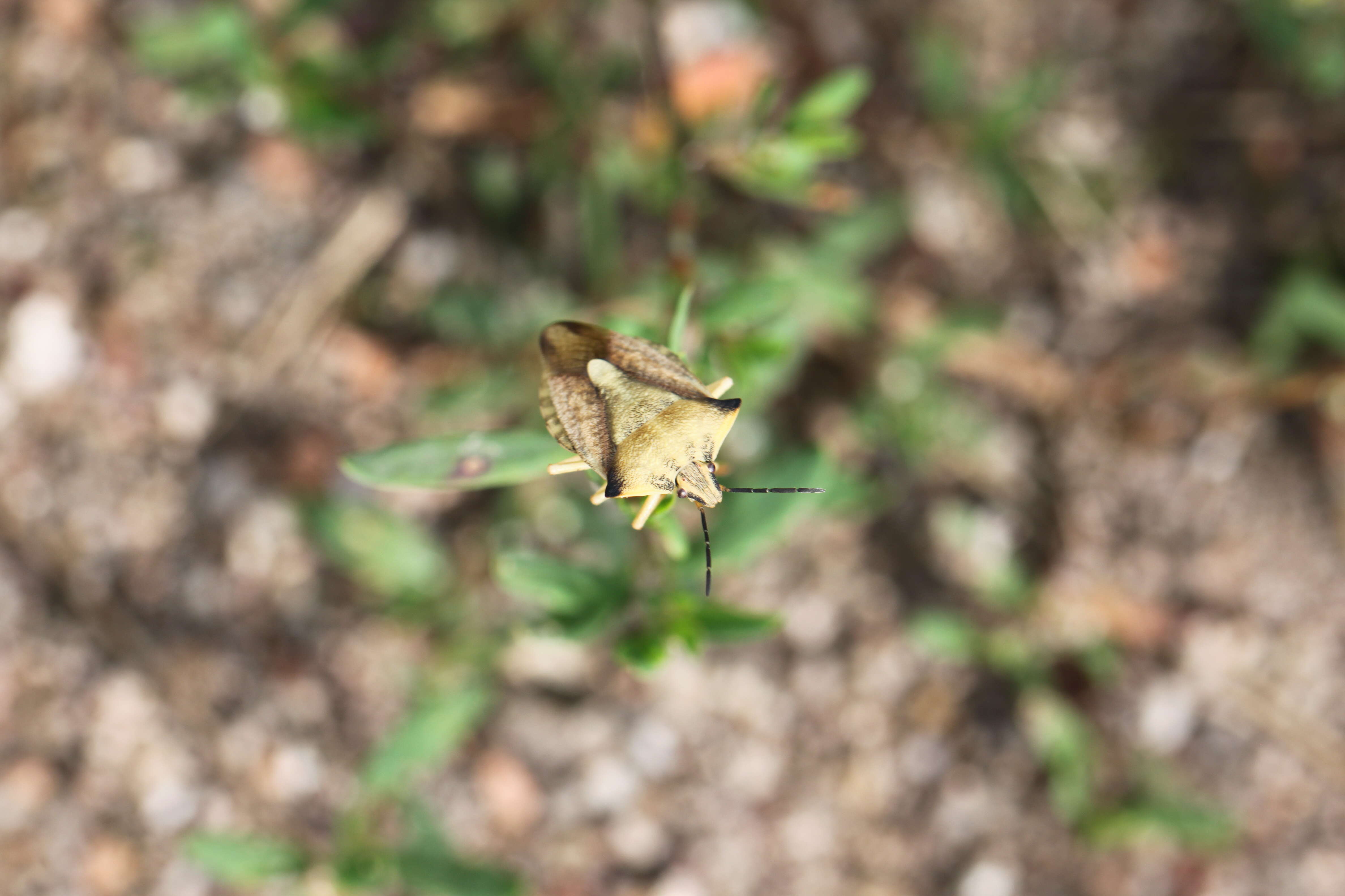 Imagem de <i>Carpocoris fuscispinus</i>