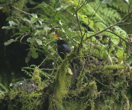 Image of Comoro Drongo