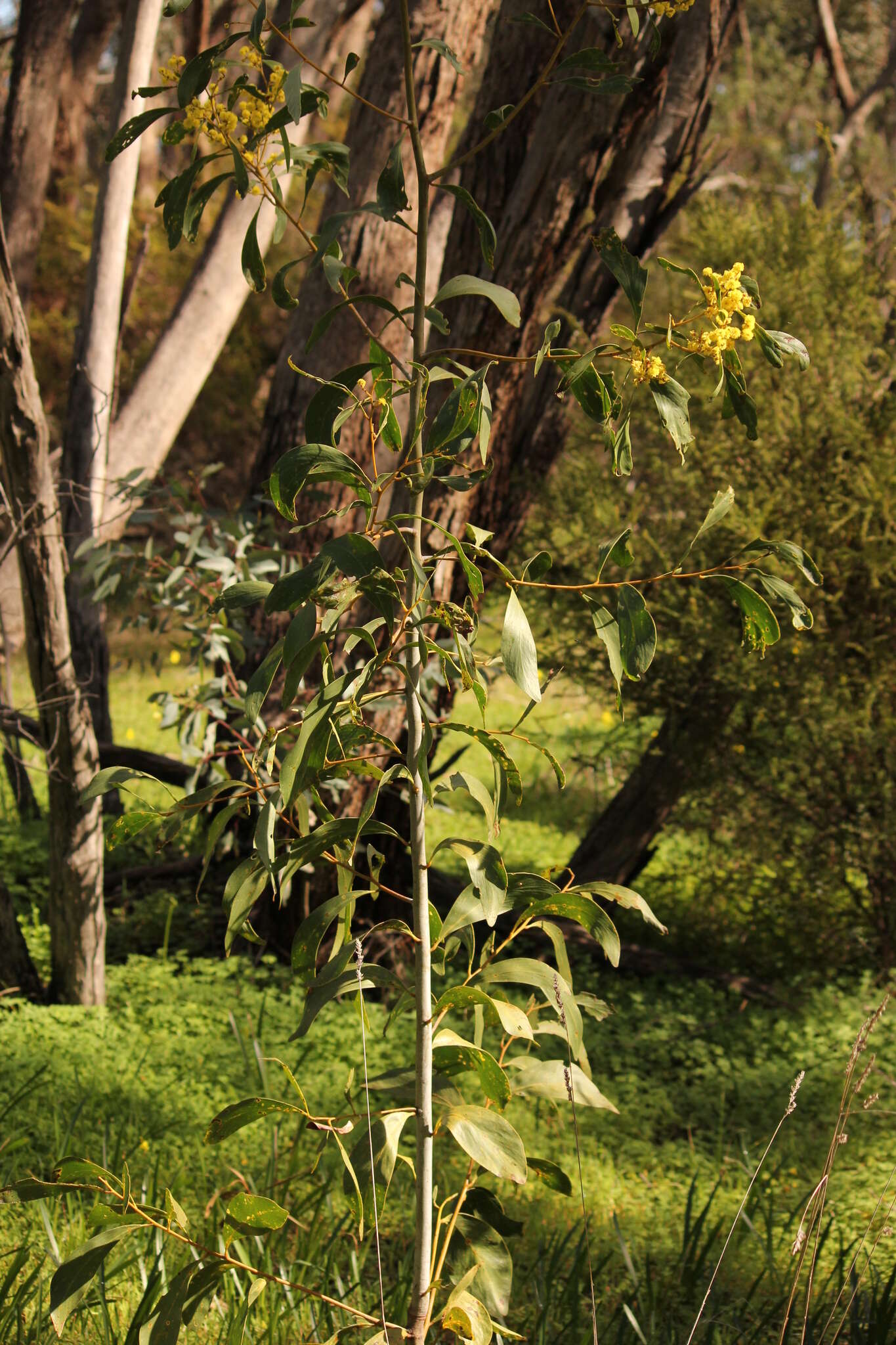 Sivun Acacia pycnantha Benth. kuva