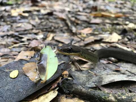 Image of Cope's Forest Racer