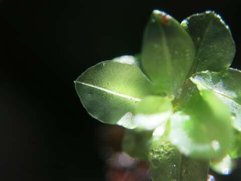 Image of Dotted Thyme-moss