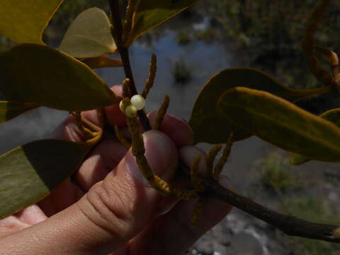 Слика од Phoradendron perrottetii (DC.) Nutt.