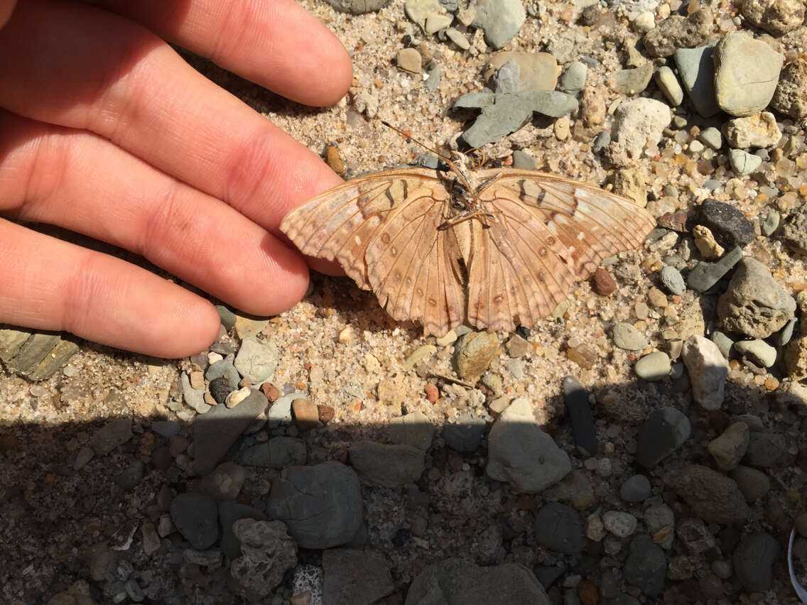 Image of Tawny Emperor