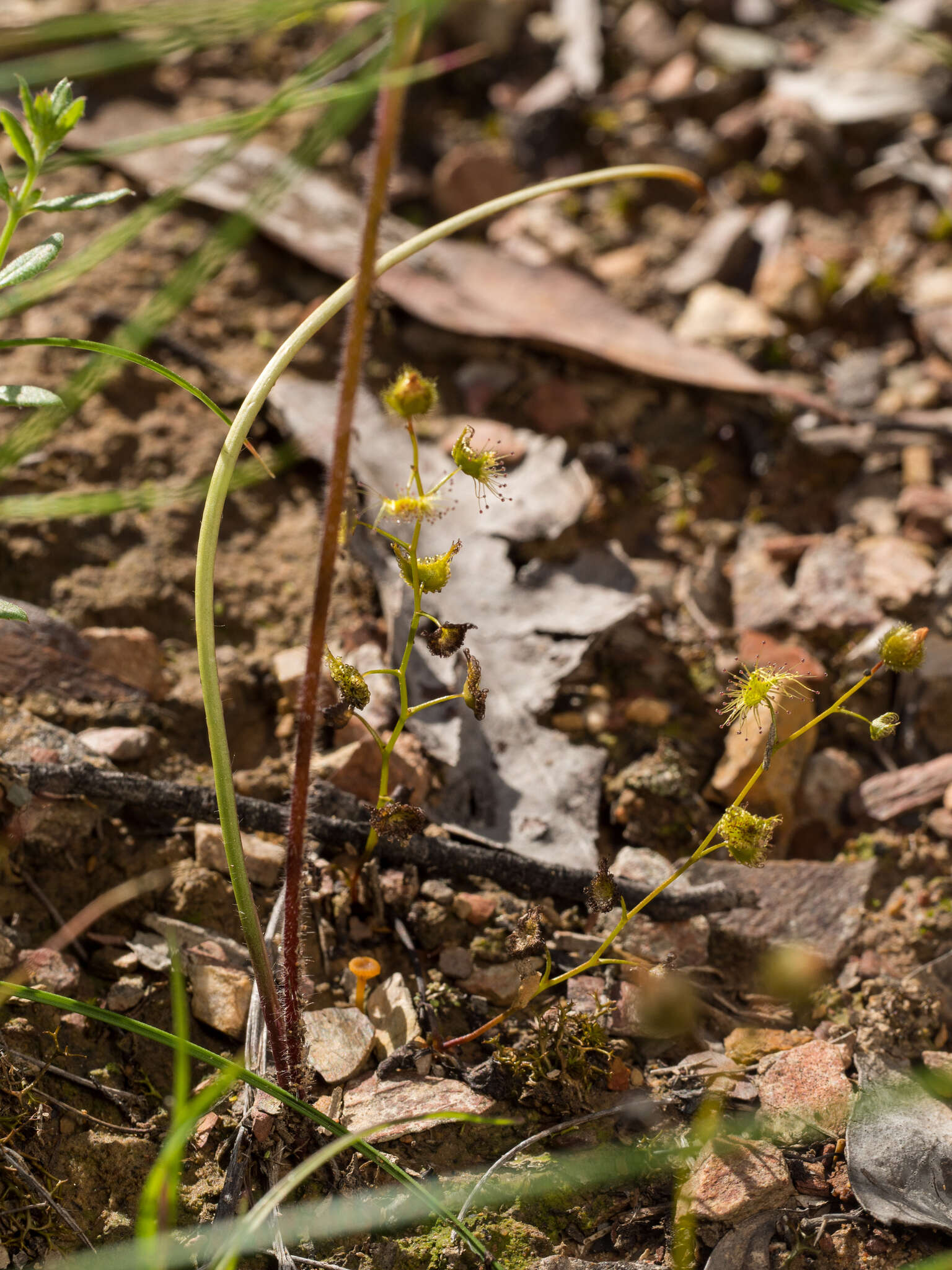 Image of Black-tongue caladenia