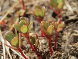 Image of common purslane