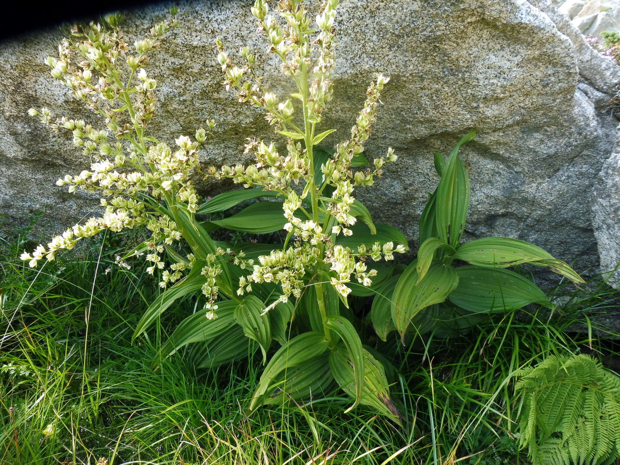 Image of European white hellebore