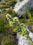 Image of European white hellebore