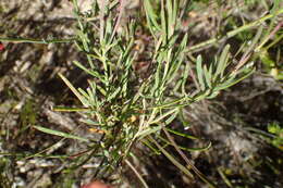 Image of Heliophila linearis var. linearis