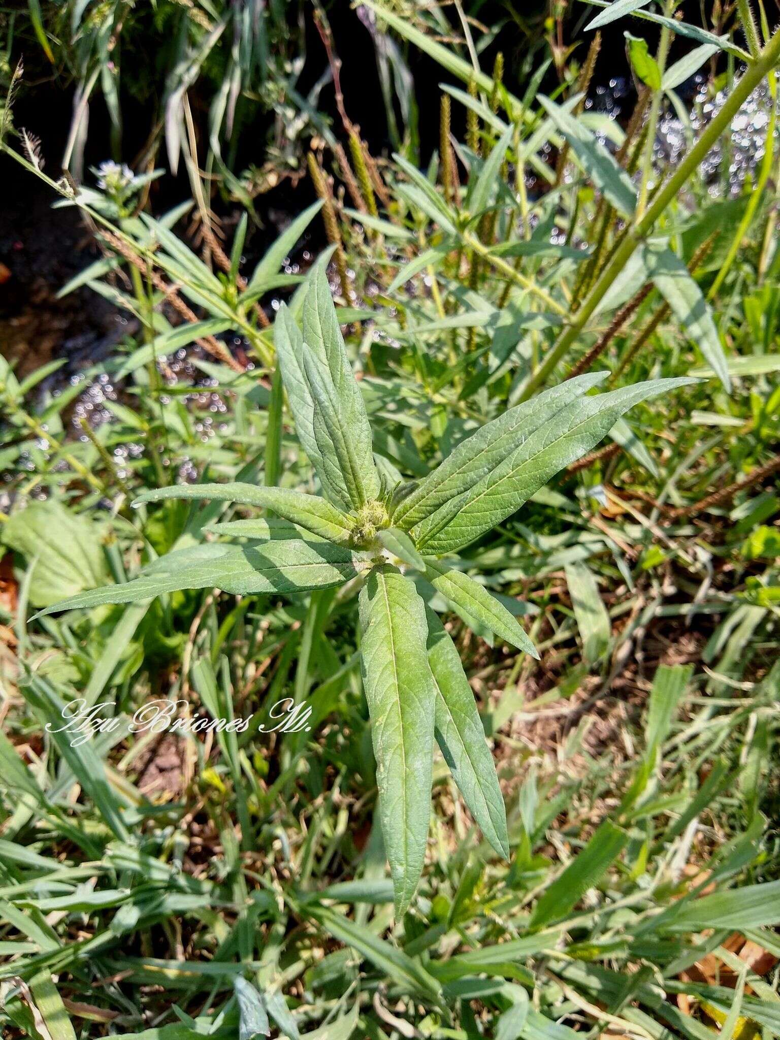 Image of Cuphea angustifolia Jacq. ex Koehne