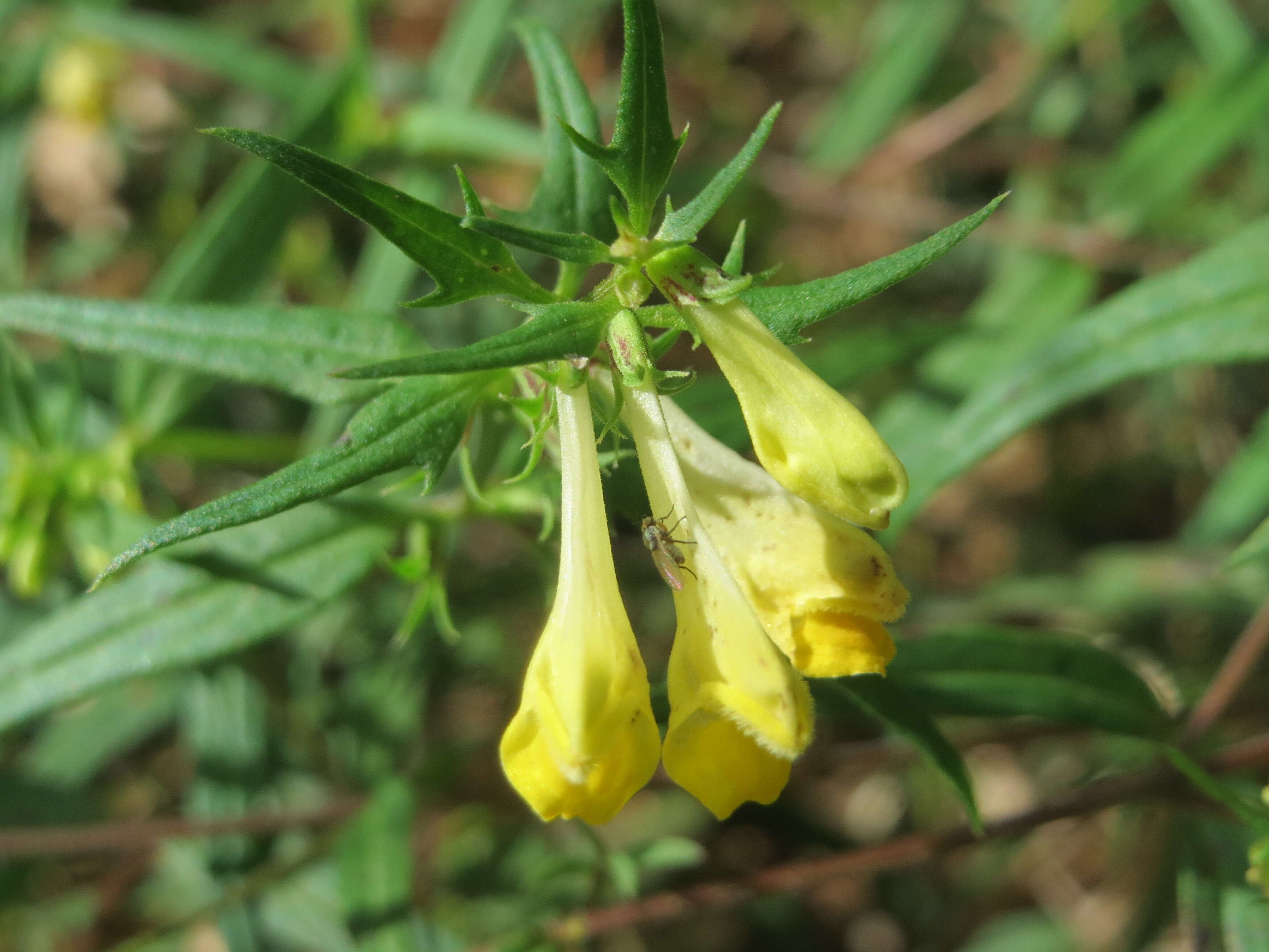 Image of common cow-wheat