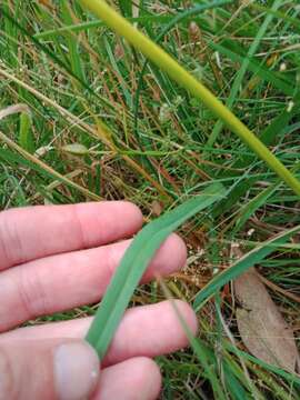 Image of Dianella amoena G. W. Carr & P. F. Horsfall