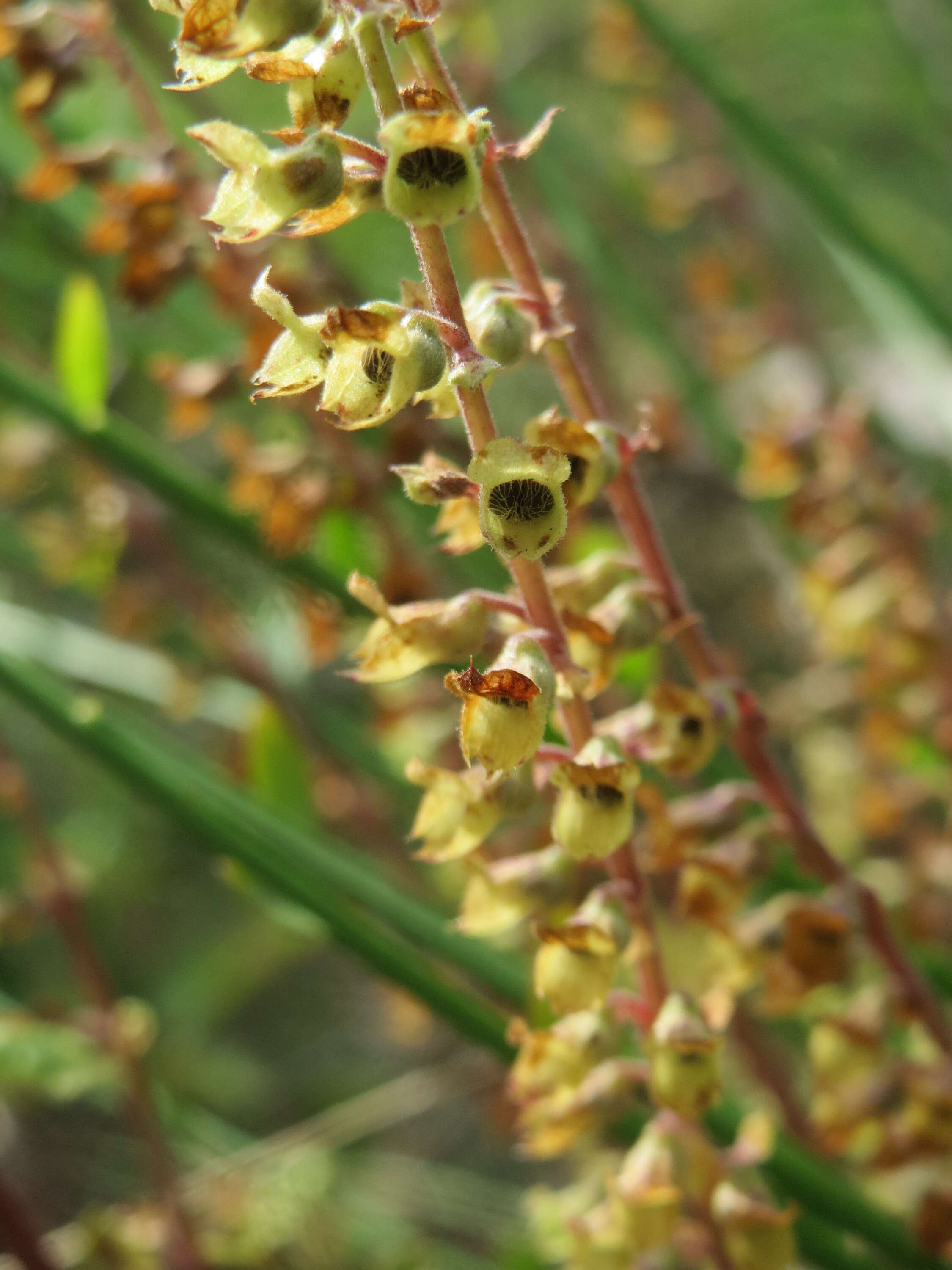 Слика од Teucrium scorodonia L.