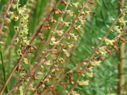 Слика од Teucrium scorodonia L.