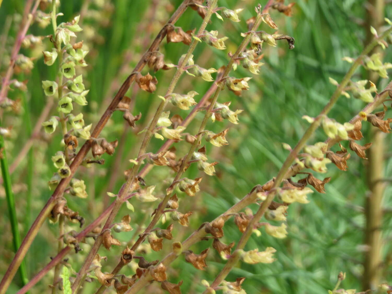 Слика од Teucrium scorodonia L.