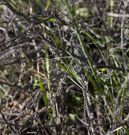 Image of Ixia oxalidiflora Goldblatt & J. C. Manning