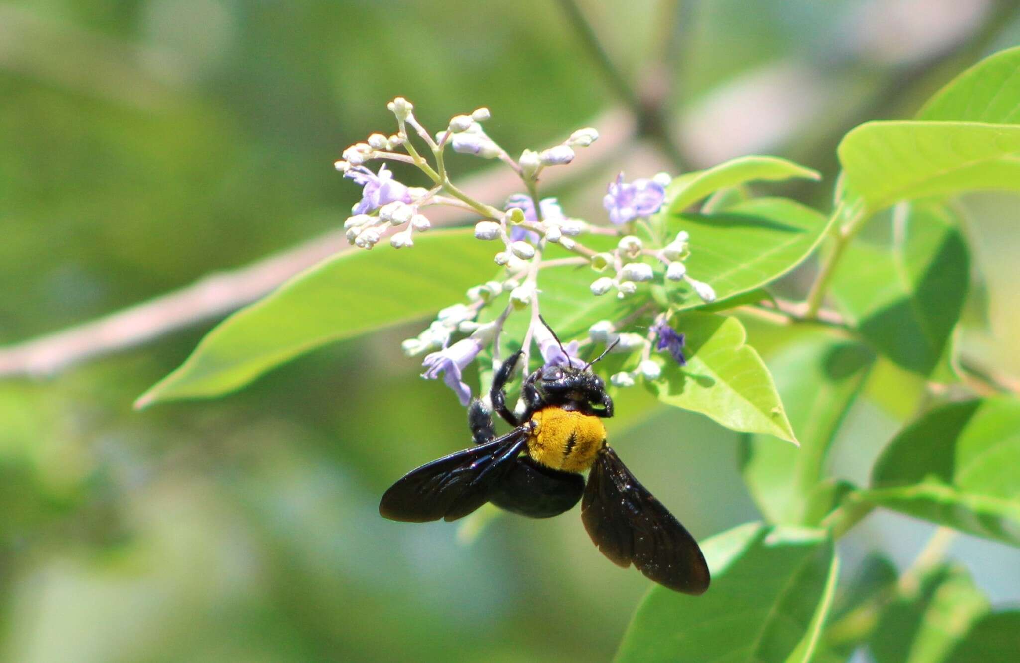 Xylocopa aestuans (Linnaeus 1758) resmi