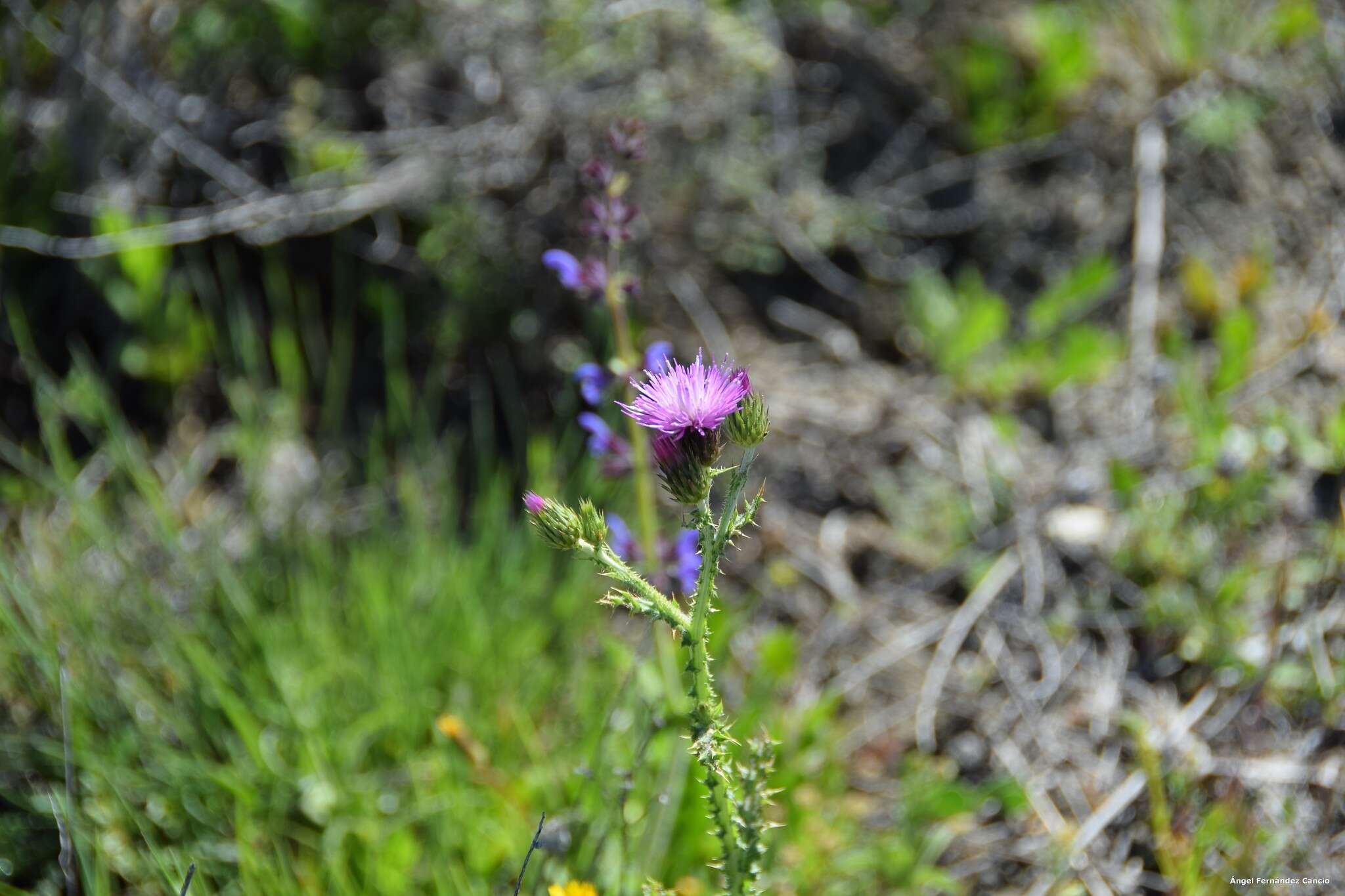 Image of Carduus bourgaei Kazmi