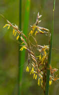 Image of Indiangrass