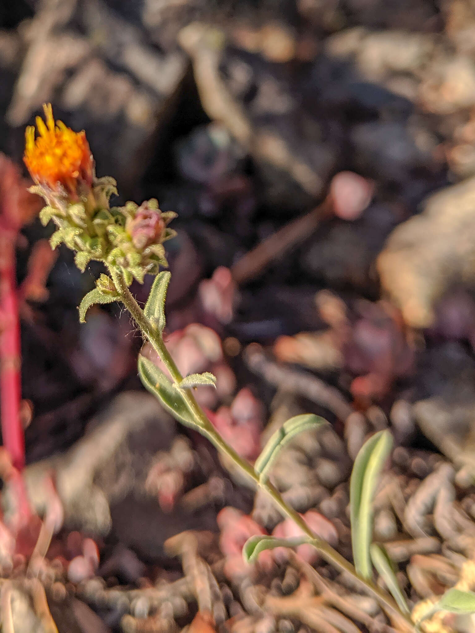 Image of Dieteria shastensis (A. Gray) D. W. Taylor