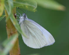 Image of Pieris pseudorapae