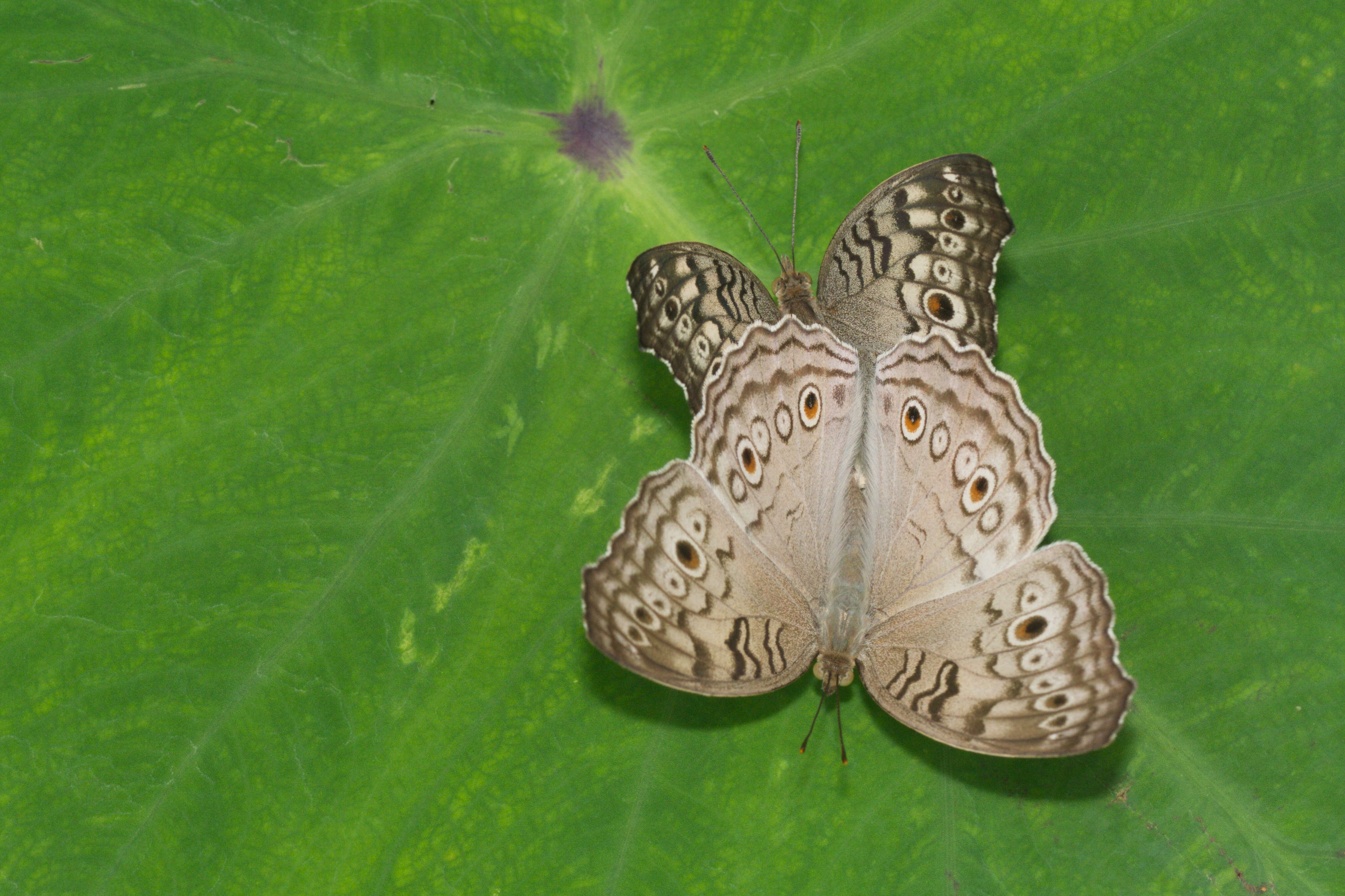 Plancia ëd Junonia atlites Linnaeus 1763