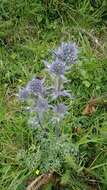 Imagem de Eryngium bourgatii Gouan