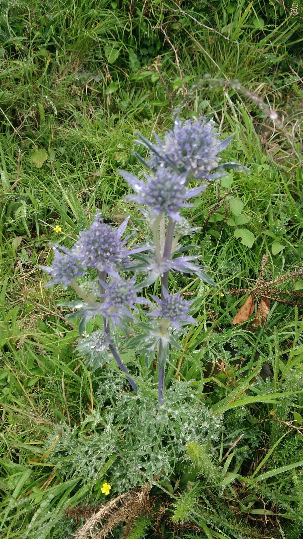 Eryngium bourgatii Gouan resmi