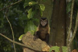 Image of Black-capped Capuchin