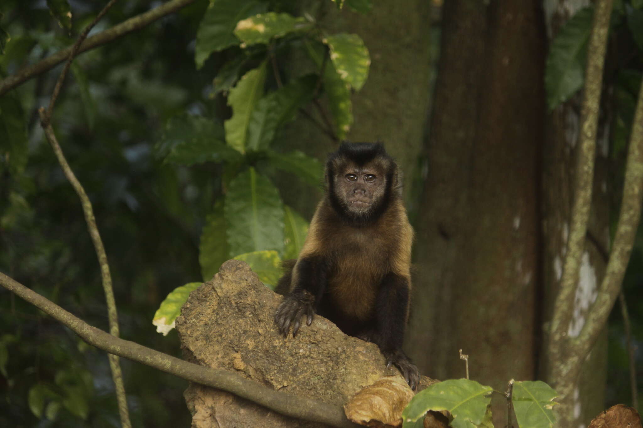 Image of Black-capped Capuchin