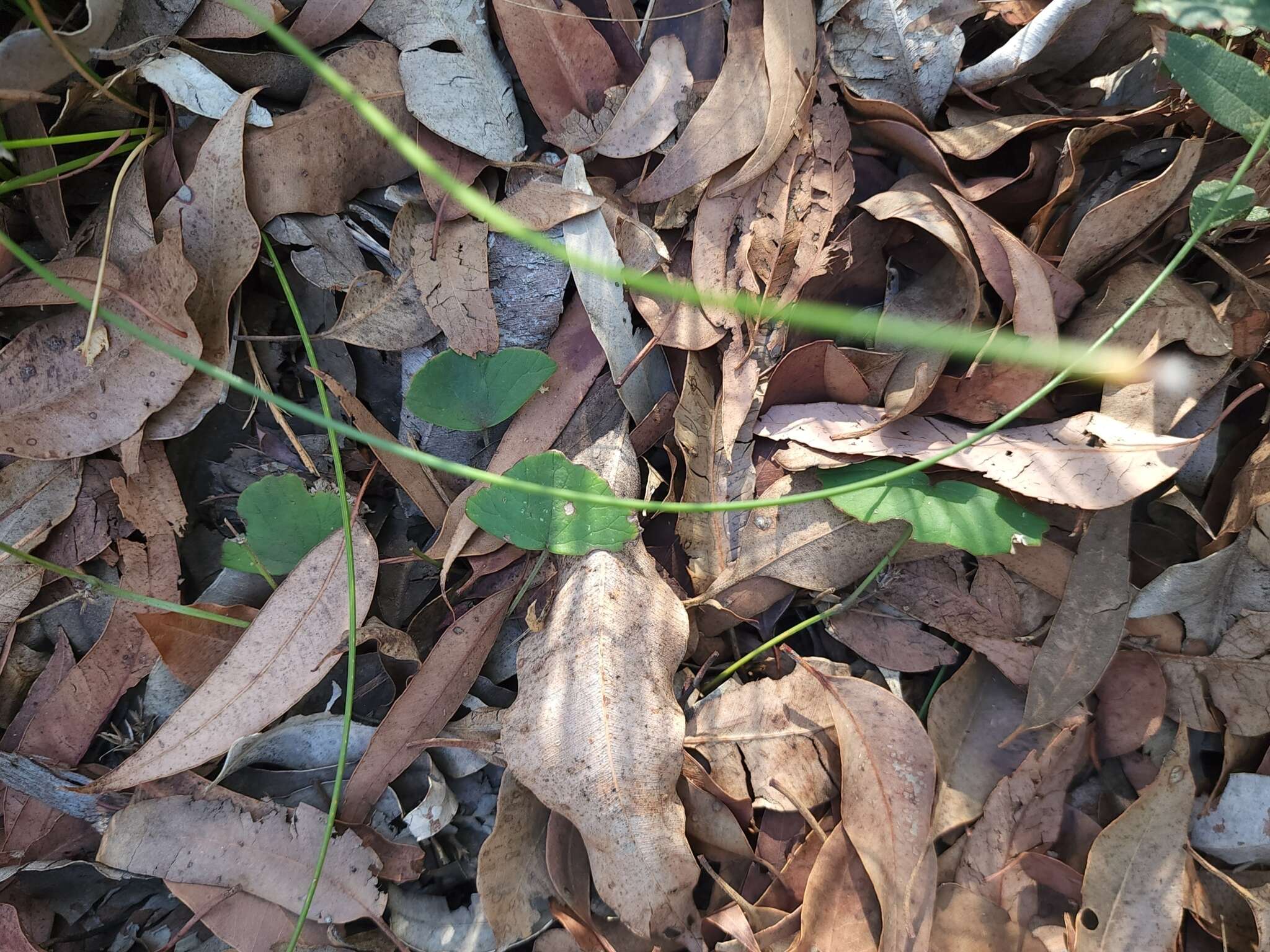 Imagem de Pentapeltis peltigera (Hook.) Bunge