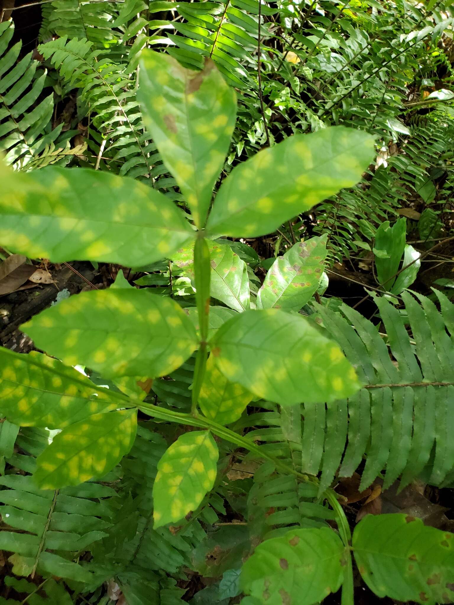 Слика од Paullinia pinnata L.