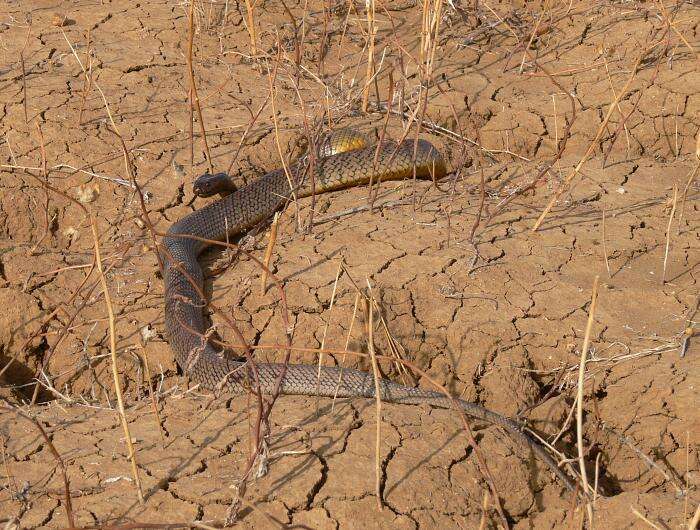 Image of inland taipan