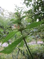 Image of Common hemp nettle