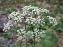 Image of burnet saxifrage