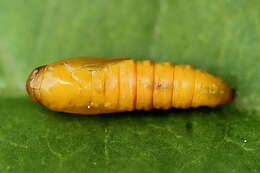 Image of flat white-spotted leaf roller