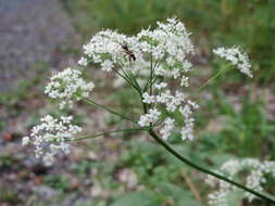 Imagem de Pimpinella saxifraga L.