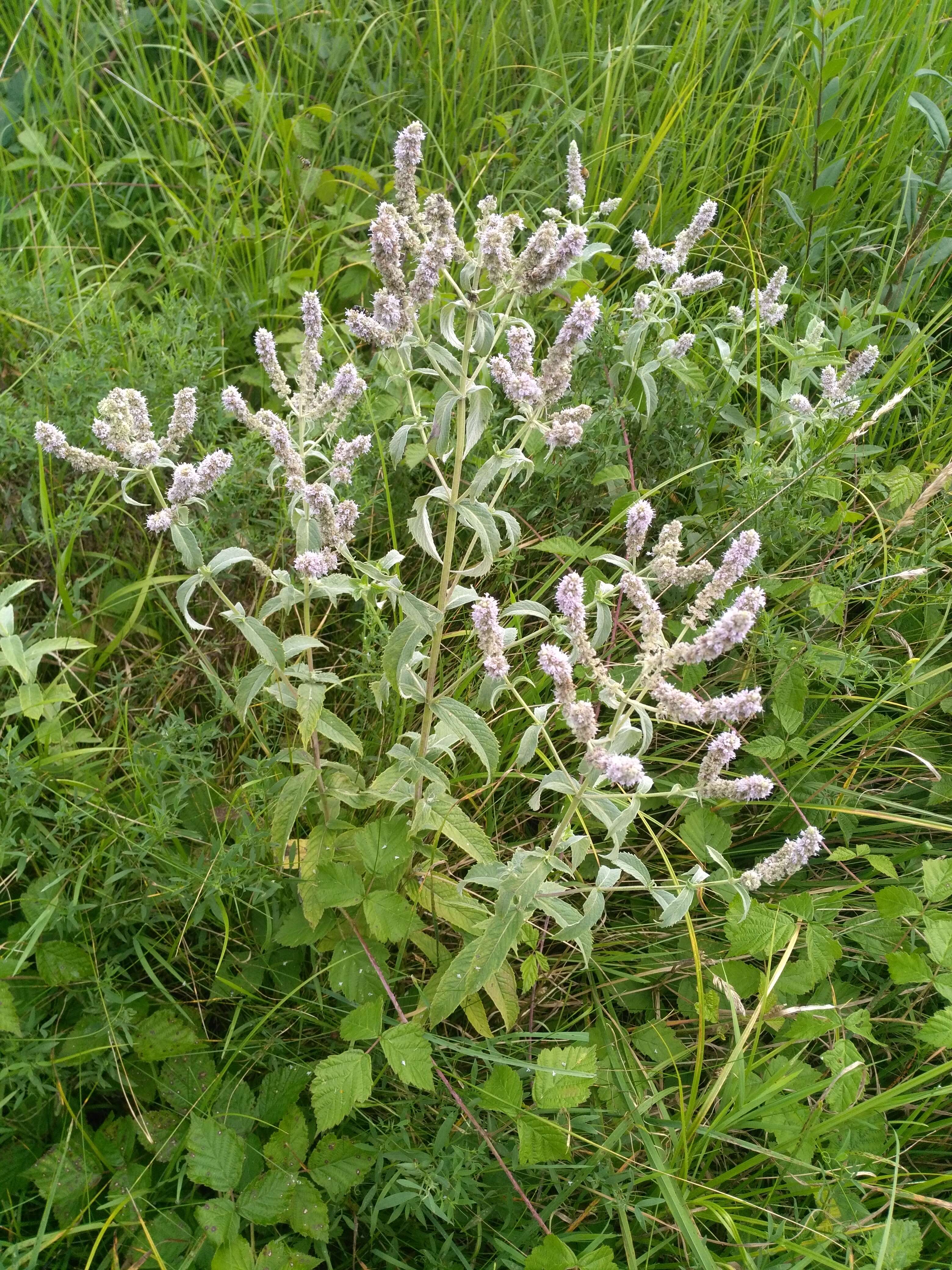 Image of Horse Mint