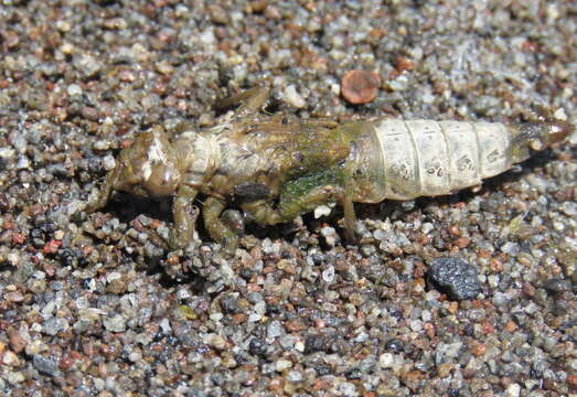 Image of Olive Clubtail