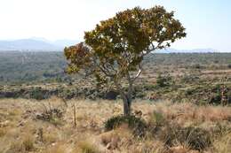 Image of Ochna pulchra Hook.