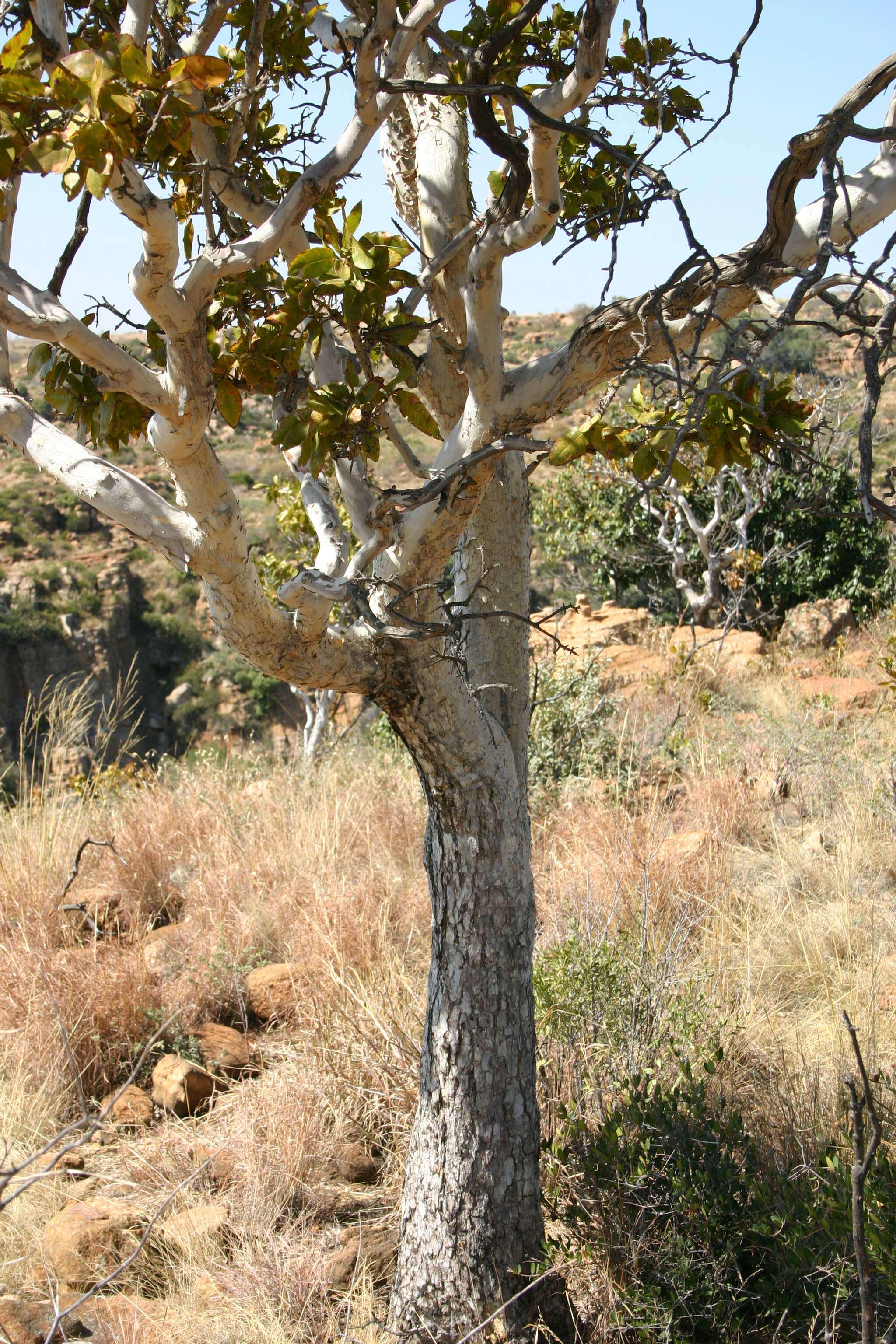 Image of Ochna pulchra Hook.