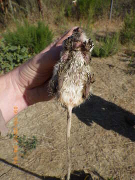 Image of California pocket mouse