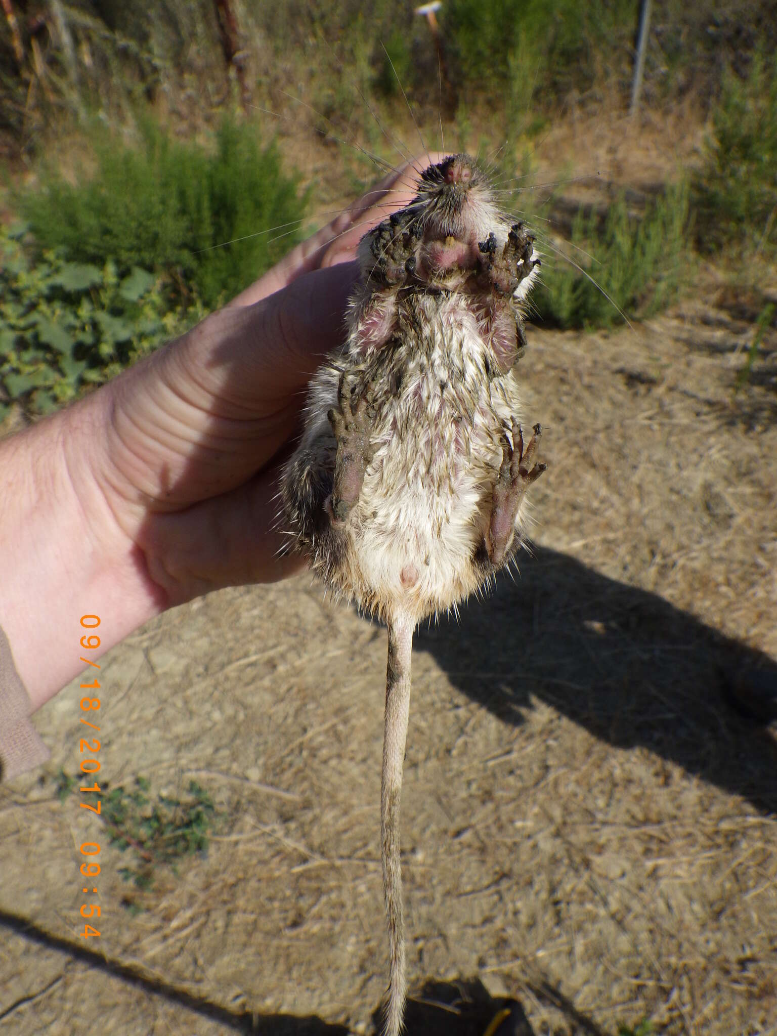 Image of California pocket mouse