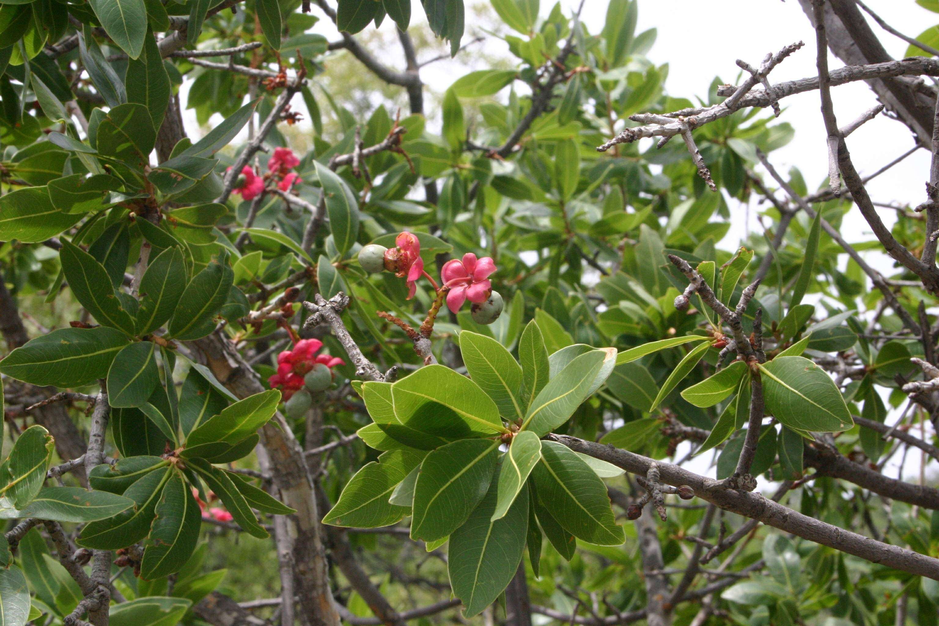 Image of Ochna pulchra Hook.