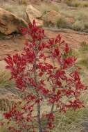 Image of Ochna pulchra Hook.